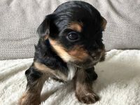 Mini Biewer Yorkshire Welpen