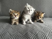 Kitten BKH