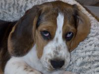 Reinrassiger Beagle-Rüde (5 Monate) sucht liebevolles Zuhause