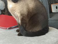 Ein liebevoller Kater sucht ein Zuhause.