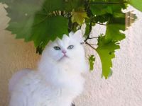 Zwei liebevolle Kater suchen ein Zuhause.