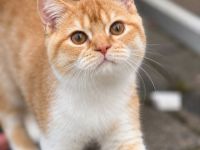 Charmanter Kater im Garfield Look        BKH roter Kater red-white, orange blue lilac