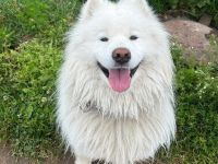 Samojedenrüde Eliot