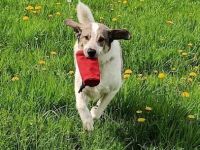 Herdenschutzhund-Mix Lotta (geb. 07/2018) - liebevolle, empfindsame Begleiterin sucht ruhiges Zuhaus