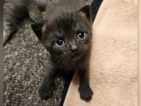 BKH Kitten black chocolate