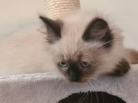 Neva Maquarade Kater reinrassig auszugsbereit Sibirische Katze Waldkatze