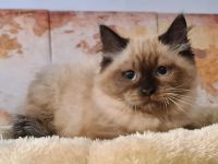 Süße Neva Maquarade Kater reinrassig auszugsbereit Sibirische Katze Waldkatze