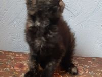 Pflegekitten suchen ein Zuhause