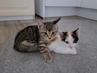 Kitten Katzen Hauskatzen Europäisch Kurzhaar Glückskatze und Tabby Babykatze Katze