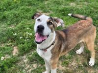 Liebenswerte und charmante Lilou sucht Zuhause