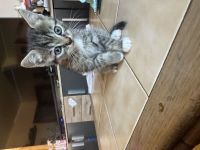 Kitten 7 Wochen alt