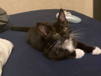 Zuckersüße Main Coon Mix Babys