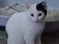 Katzen in liebevolle Hände abzugeben