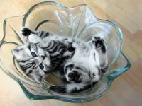 BKH-Schmusekaterchen Amor u. Amely, silbertabby classic (Whiskas) , Berlin-Nordost.