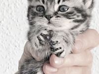 BKH-Schmusekaterchen Amor, silbertabby classic (Whiskas) , Berlin-Nordost.