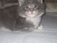 Main coon kitten