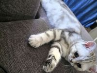 BKH Kitten Silver Black Tabby