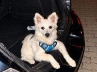 Liebevolles neues Zuhause für Mittelspitz gesucht ❤️
