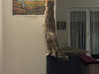 🐾 Liebevolles Zuhause für unsere hübsche Nala gesucht 🐾