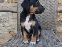 Jack Russell Foxterrier Mix Welpen
