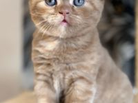 Fifi Belle of Zucci Rucci (cinnamon tortie BKH girl)