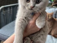 Liebevolle BKH-Kitten mit Stammbaum suchen ihr Für-immer-Zuhause