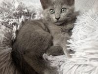 BKH Kitten