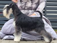 Zwergschnauzer Schwarz-Silber