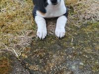 Jack Russell Welpe Hündin