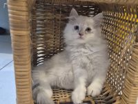 Zuckersüße Ragdoll - BLH - Kitten , geimpft, entwurmt, gechippt.