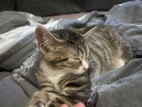 Geschwisterkitten suchen neues Zuhause (auch einzeln)