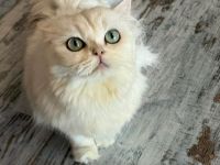 Chinchilla Perserkatze sucht ein dauerhaftes Zuhause