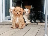 Traumhaft schöne Cavapoo Welpen