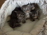 Maine Coon Kitten Katzenbabys