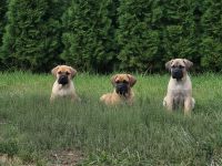 Cane Corso Welpen suchen ihre Herzensmenschen