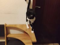verkaufe 3 hübsche katzen