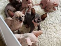 Don Sphynx