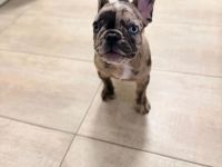 Welpe Merle lilac französische Bulldoge