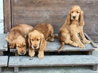 Cocker spaniel - Ratenkauf möglich