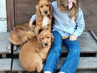 Cocker spaniel