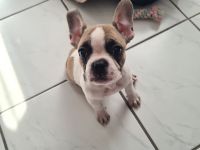 Französische Bulldogge Welpe