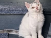Süsser Kater sucht  ein zu Hause