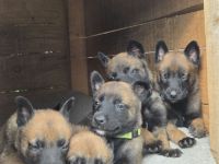 Belgischer Schäferhund Malinois Welpen reinrassig