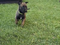 Belgischer Schäferhund Malinois reinrassig