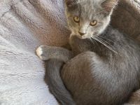 Süße BKH-Siam Mix Kitten suchen neues Zuhause