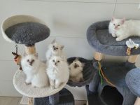 Wunderschöne Ragdoll-Kitten