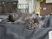 BEZAUBERNDE XXL MAINE COON KITTEN MIT STAMMBAUM