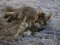BEZAUBERNDE XXL MAINE COON KITTEN MIT STAMMBAUM