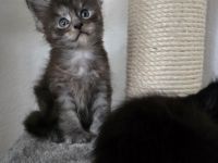 BEZAUBERNDE XXL MAINE COON KITTEN MIT STAMMBAUM