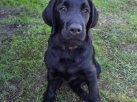 2 hübsche liebe schwarze Labrador/ Labradoodle Welpen suchen noch ihre Familien